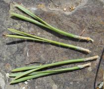 Pinus sylvestris - Needles in bundles of two - Click to enlarge!