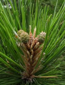 Pinus tabuliformis - Developing cones - Click to enlarge!
