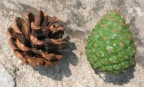 Pinus tabuliformis - Cones - Click to enlarge!