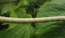 Piper marginatum - Inflorescence, close-up - Click to enlarge!