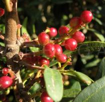Pistacia lentiscus - Fruits - Click to enlarge!