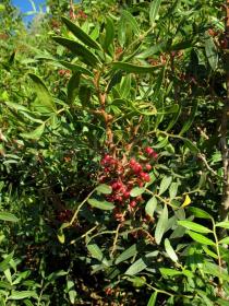 Pistacia lentiscus - Branch - Click to enlarge!