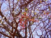 Pistacia terebinthus - Fruits - Click to enlarge!