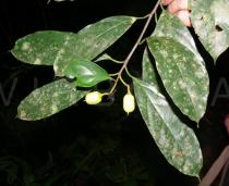 Pittosporopsis kerrii - Upper surface of leaves and frutis - Click to enlarge!