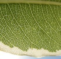 Pittosporum eugenioides - Leaf venation - Click to enlarge!