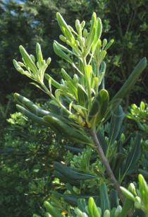 Pittosporum tobira - Branch - Click to enlarge!