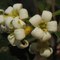 Pittosporum undulatum - Flower - Click to enlarge!