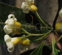 Pittosporum undulatum - Flower side view - Click to enlarge!