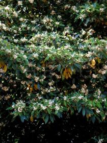 Pittosporum undulatum - Foliage - Click to enlarge!