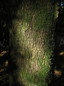 Pittosporum undulatum - Bark - Click to enlarge!