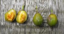 Pittosporum undulatum - Fruits - Click to enlarge!