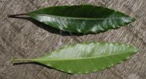 Pittosporum undulatum - Upper and lower side of leaf - Click to enlarge!