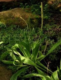 Plantago carrenleofuensis - Habit - Click to enlarge!