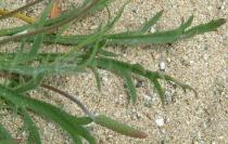 Plantago coronopus - Leaf - Click to enlarge!
