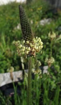 Plantago lanceolata - Inflorescence - Click to enlarge!