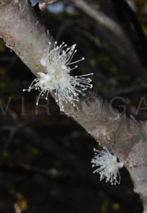 Plinia
		cauliflora - Click to enlarge!