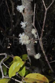 Plinia cauliflora - Flowers - Click to enlarge!