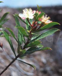 Ploiarium alternifolium - Flower - Click to enlarge!