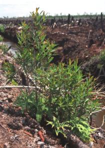 Ploiarium alternifolium - Habit - Click to enlarge!