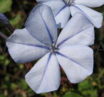 Plumbago auriculata - Flower - Click to enlarge!