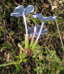 Plumbago auriculata - Flowers, side view - Click to enlarge!
