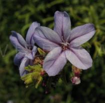 Plumbago europaea - Flower - Click to enlarge!