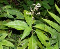 Pollia secundiflora - Habit - Click to enlarge!