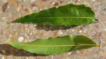 Polyalthia longifolia - Upper and lower surface of leaf - Click to enlarge!