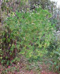 Polygala myrtifolia - Habit - Click to enlarge!