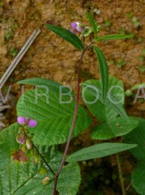Polygala persicariifolia - Twig with flowers - Click to enlarge!