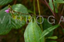 Polygala persicariifolia - Inflorescences - Click to enlarge!