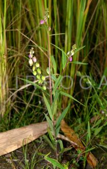 Polygala persicariifolia - Habit - Click to enlarge!