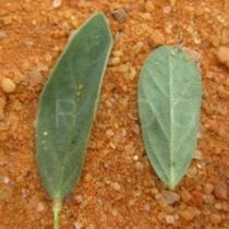Polygala violacea - Upper and lower surface of leaf - Click to enlarge!