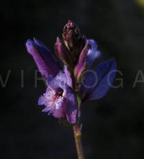 Polygala vulgaris - Flower - Click to enlarge!