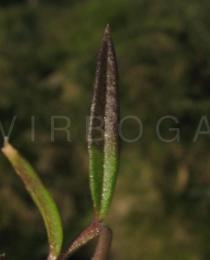 Polygala vulgaris - Upper surface of leaf - Click to enlarge!