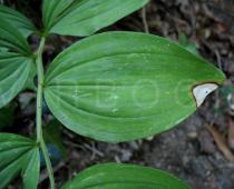 Polygonatum odoratum - Leaf insertion - Click to enlarge!