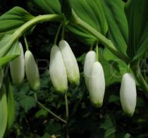 Polygonatum odoratum - Flower buds - Click to enlarge!