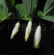 Polygonatum odoratum - Flowers - Click to enlarge!