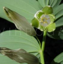 Polygonatum odoratum - Flower - Click to enlarge!