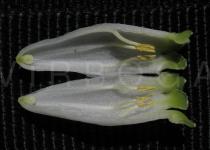 Polygonatum odoratum - Longitudinally halved flower at anthesis - Click to enlarge!