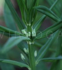 Polygonatum verticillatum - Flower buds and flowers - Click to enlarge!