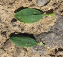 Polygonum arenastrum - Upper and lower surface of leaf - Click to enlarge!