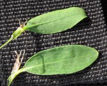 Polygonum aviculare - Upper and lower surface of leaf - Click to enlarge!