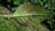 Polygonum capitatum - Lower side of leaf - Click to enlarge!