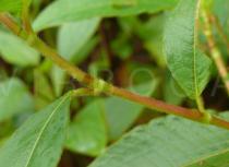 Polygonum molle - Leaf insertion - Click to enlarge!