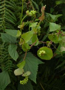 Polygonum perfoliatum - Habit - Click to enlarge!