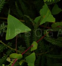 Polygonum perfoliatum - Leaf - Click to enlarge!