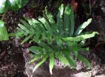 Polypodium azoricum - Habit - Click to enlarge!