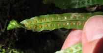 Polypodium azoricum - Sori close-up - Click to enlarge!