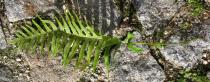 Polypodium vulgare - Leaf upper side - Click to enlarge!